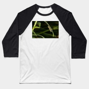 Monarch Caterpillar Baseball T-Shirt